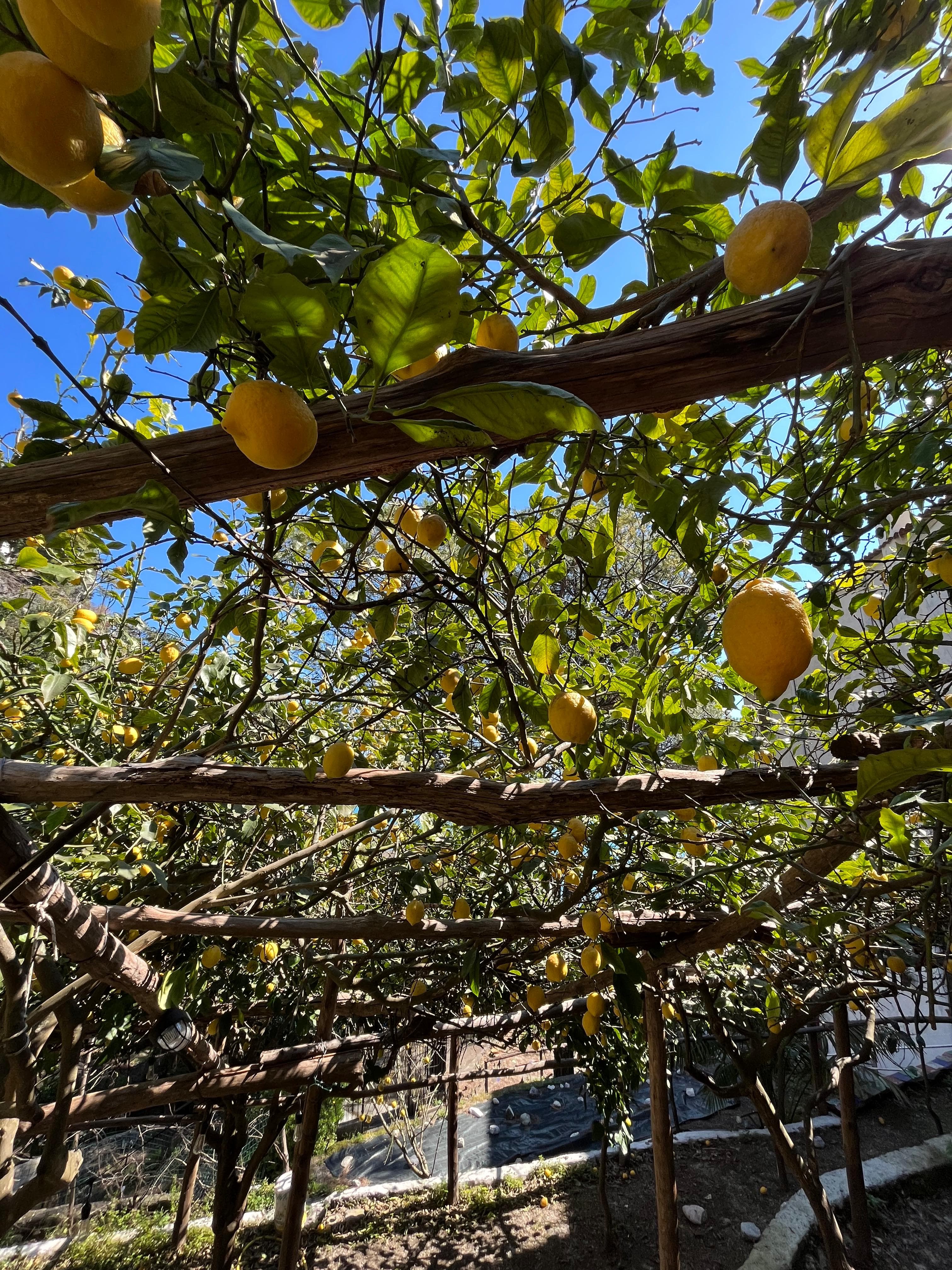 Lemon Tour