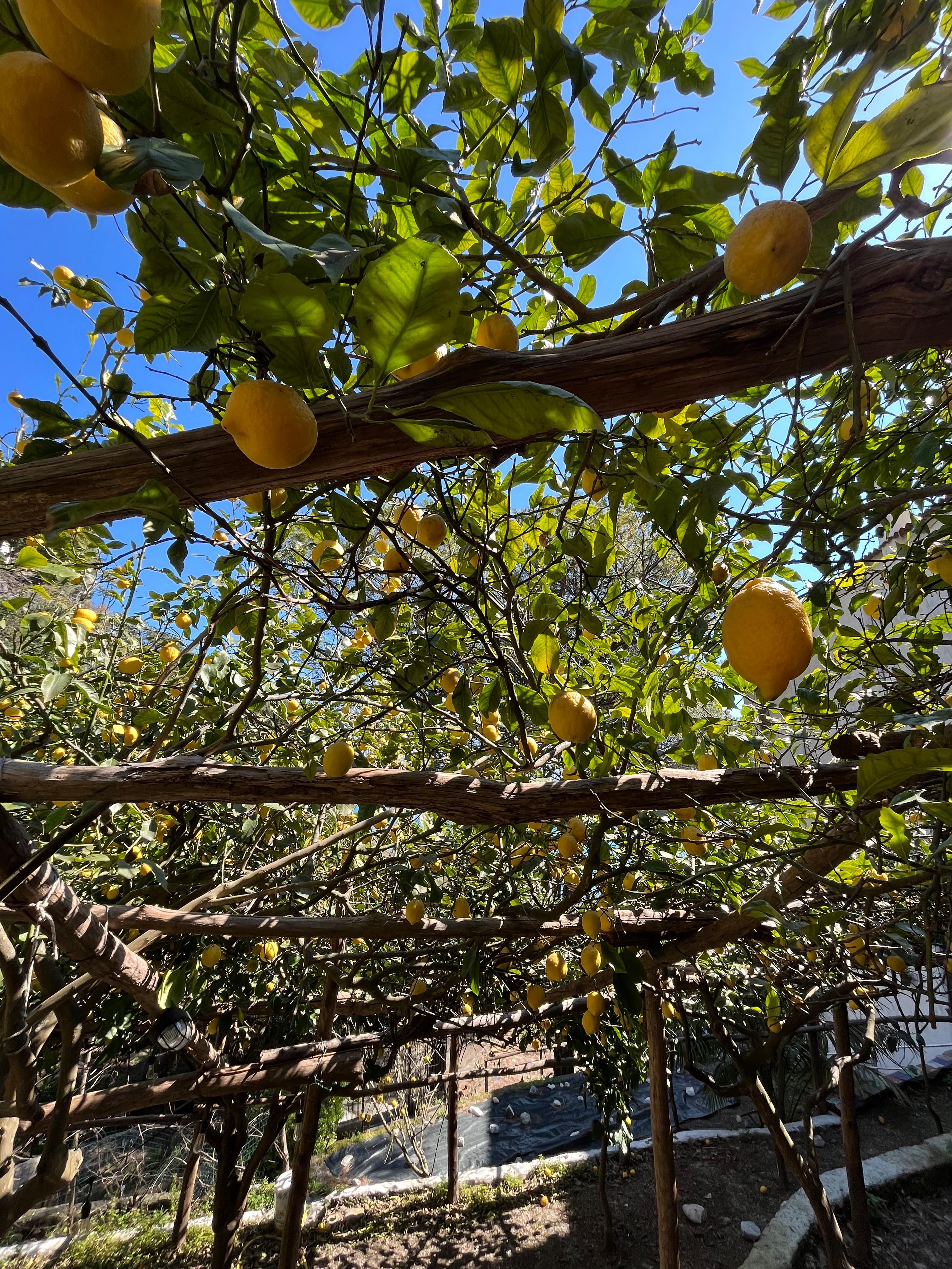 Lemon Tour